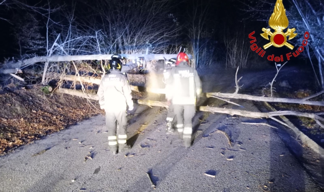 Raffiche devastanti: piante cadute e danni