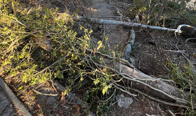 Alberi sul sentiero al Campo dei Fiori