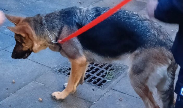 Padrone si addormenta. E il cane prende il treno