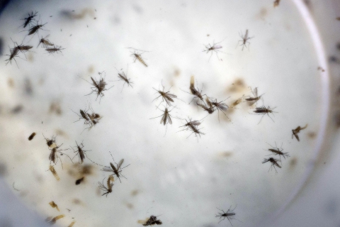 Caso di Dengue nel Comasco: disinfestazione ma nessun allarme