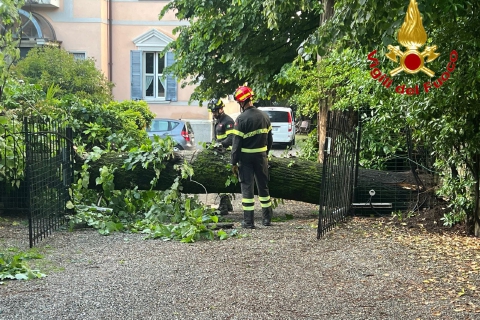Pioggia e grandine: alberi ko