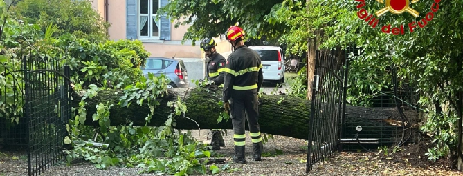 Pioggia e grandine: alberi ko