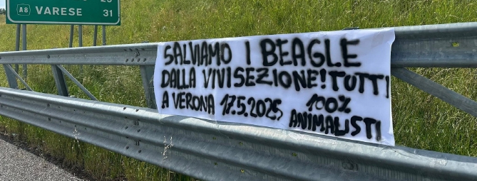 «Salviamo i beagle dalla vivisezione»