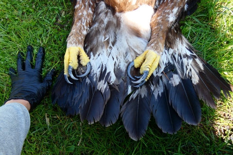 Aquila reale avvelenata a Porto Ceresio