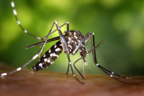 Dengue a Saronno, via alla disinfestazione