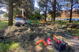Albero spezzato dal vento, paura a Varese