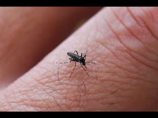 Dengue e chikungunya, in Italia rischi per coste e periferie