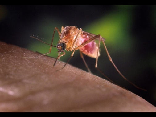 West Nile, esteso test a tutti i donatori di sangue nel Lazio