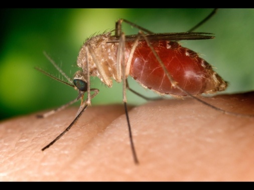 Altri 7 casi di West Nile nel Lazio, anche in provincia di Roma