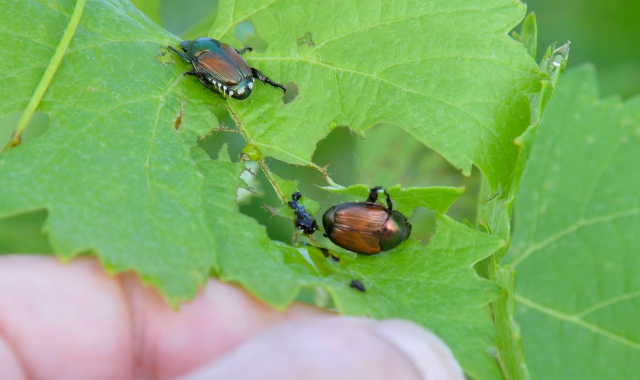 Il coleottero giapponese (Popillia japonica) è uno degli insetti nocivi che gli investimenti vorrebbero contrastare