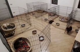 I chihuahua trovano una nuova casa