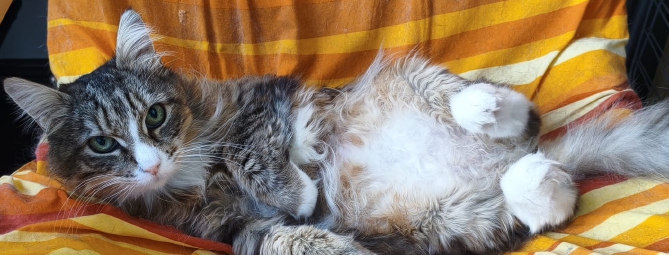 Gatti abbandonati d’estate: «Numerosi mici allo stremo»
