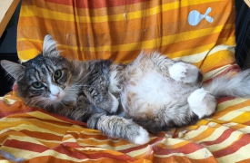 Gatti abbandonati d’estate: «Numerosi mici allo stremo»