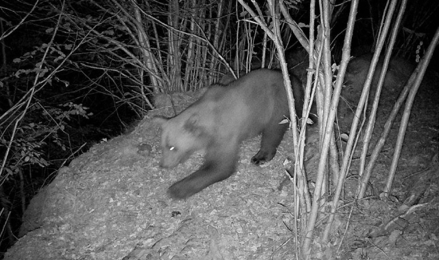 Orso avvistato a Finero, il sindaco chiude i sentieri