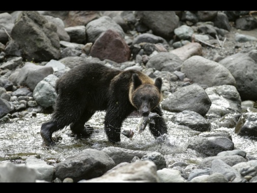 Emergenza orsi in Giappone, 12 morti in sei mesi