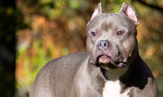 Lite per i cani al circolino di Casbeno: condannato