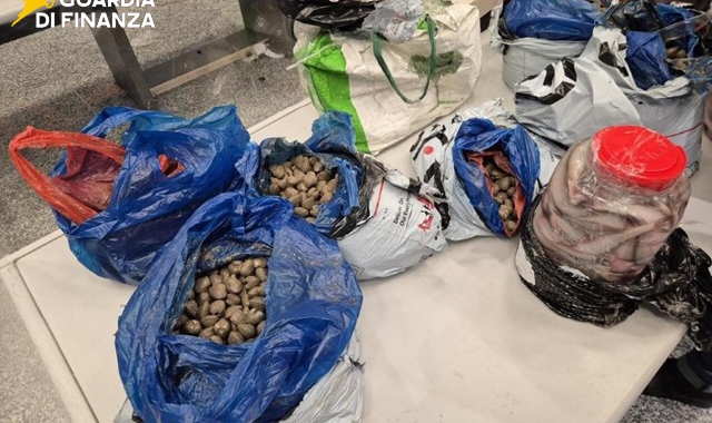 Pesce illegale dalla Cina: sequestrati 4 quintali a Malpensa
