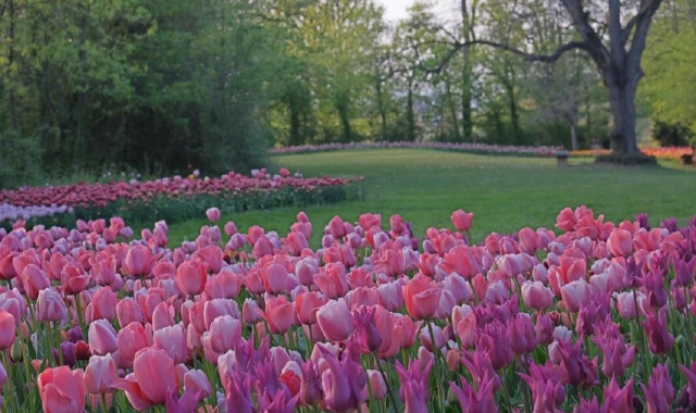 Messer Tulipano, un'esplosione di colore