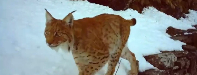 La lince torna a farsi vedere in Ossola