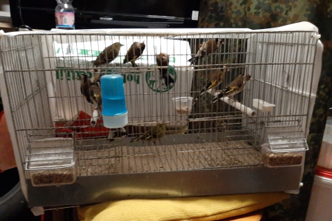 Uccelli protetti, undici esemplari sequestrati