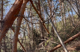 Strage di alberi sul Monte Chiusarella