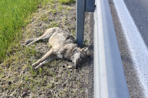 Lupo travolto e ucciso a Buguggiate