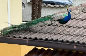 C’è un pavone che scorrazza sui tetti