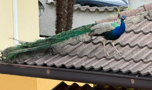 C’è un pavone che scorrazza sui tetti