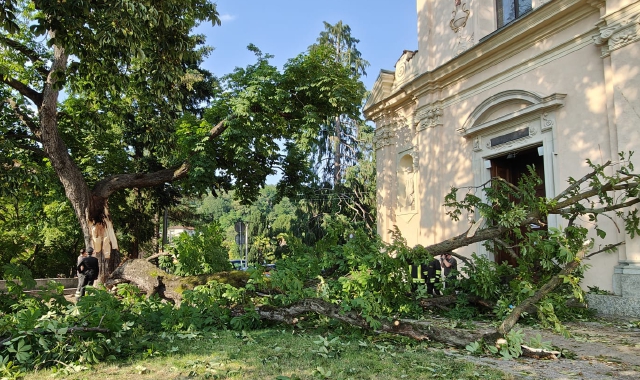 L’ippocastano crollato