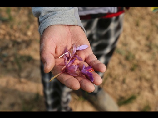 Media, il blocco di internet in Iran frena l'export di zafferano