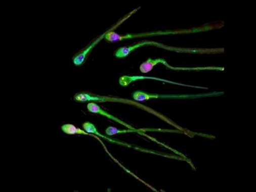Modificati con precisione geni di embrioni umani, è la prima volta