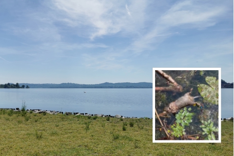 Topi morti nel lago di Varese