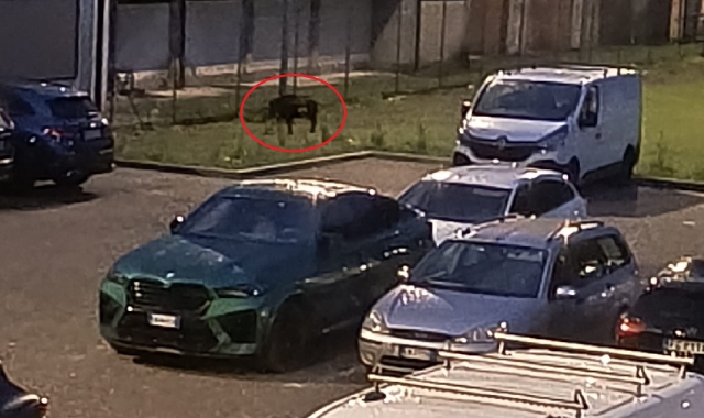 Il cinghiale fotografato dai residenti