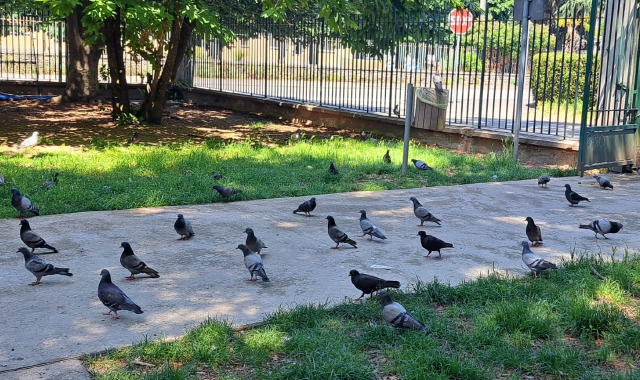 I piccioni a Gallarate non sono mai mancati, e dopo avere conquistato il parco dei Marinai ora sono i padroni della Ca’ di Matt