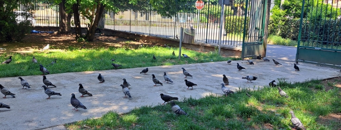 Gallarate, parco colonizzato dai piccioni
