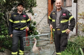 Oca smarrita, soccorsa dai vigili del fuoco