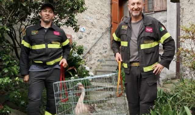 Oca smarrita, soccorsa dai vigili del fuoco